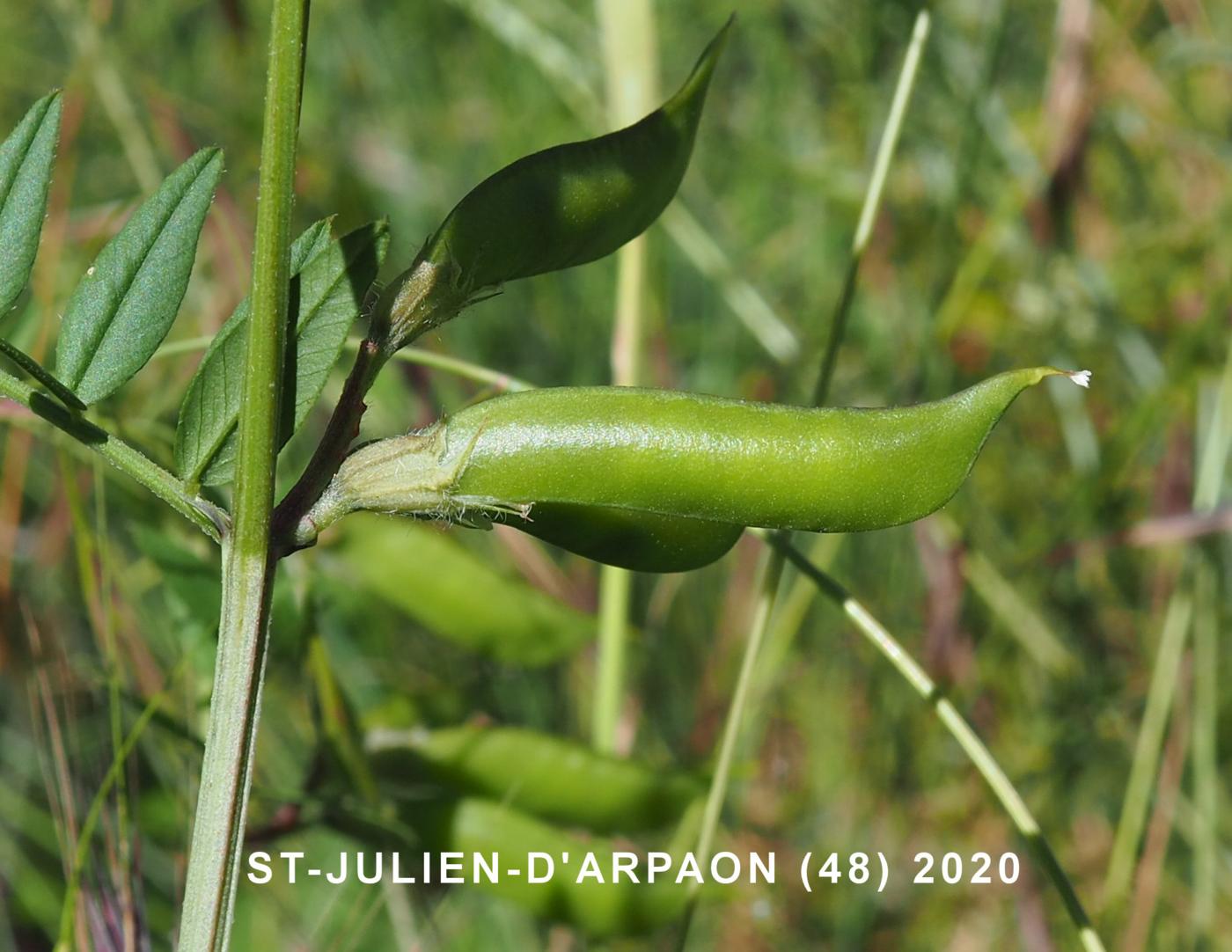 Vetch, Bush fruit